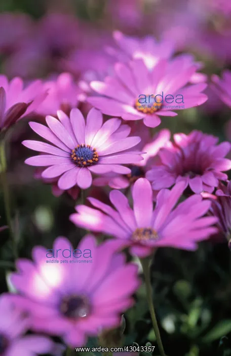 : Osteospermum : Osteospermum