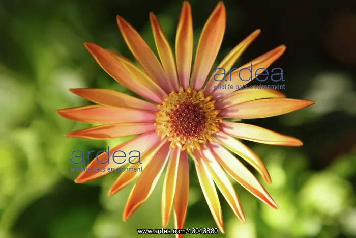 : Osteospermum : Osteospermum