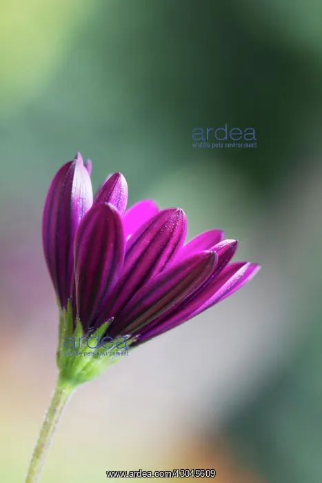 : Osteospermum : Osteospermum