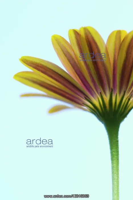 : Osteospermum : Osteospermum
