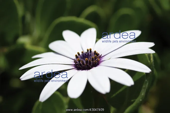 : Osteospermum : Osteospermum
