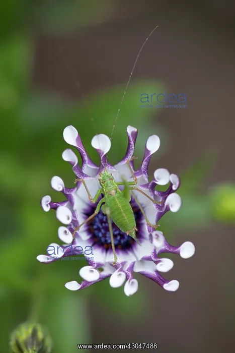 : Osteospermum : Osteospermum