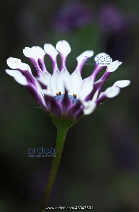 : Osteospermum : Osteospermum