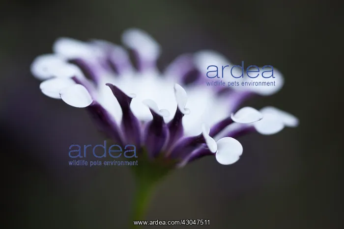 : Osteospermum : Osteospermum
