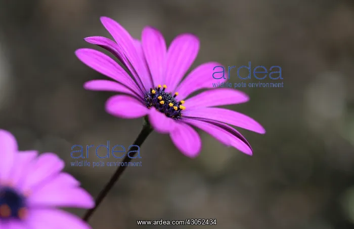 : Osteospermum : Osteospermum