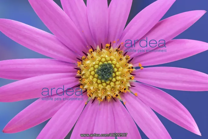 : Osteospermum : Osteospermum