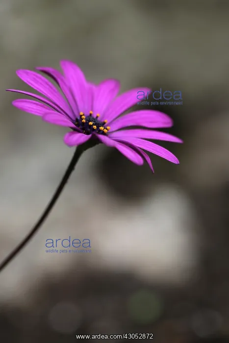 : Osteospermum : Osteospermum