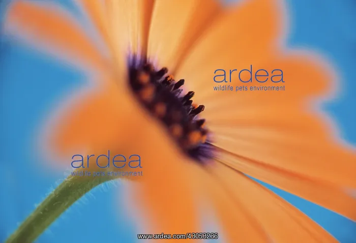 : Osteospermum : Osteospermum
