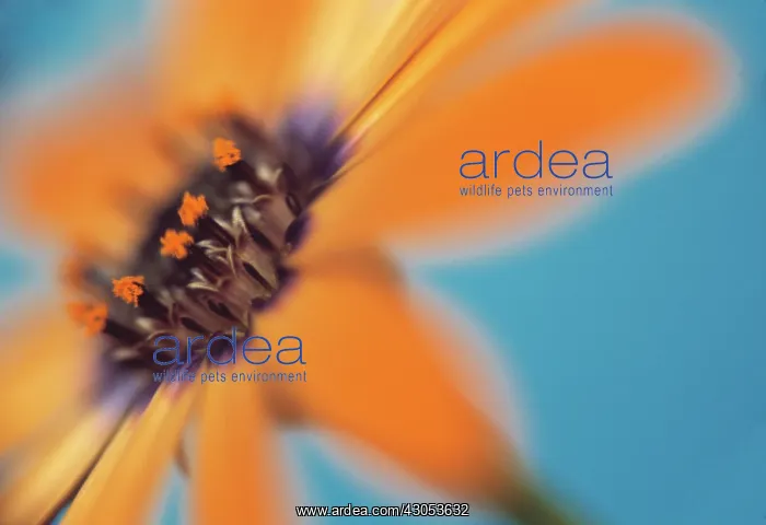 : Osteospermum : Osteospermum