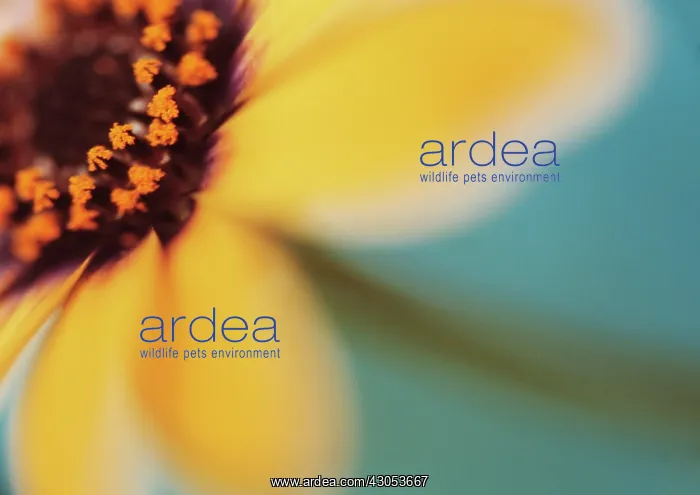: Osteospermum : Osteospermum