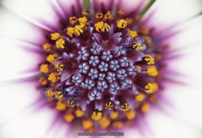 : Osteospermum : Osteospermum