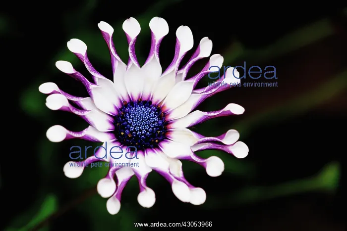 : Osteospermum : Osteospermum