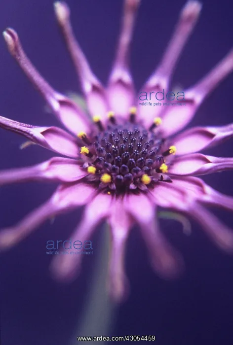 : Osteospermum : Osteospermum