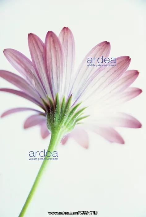 : Osteospermum : Osteospermum
