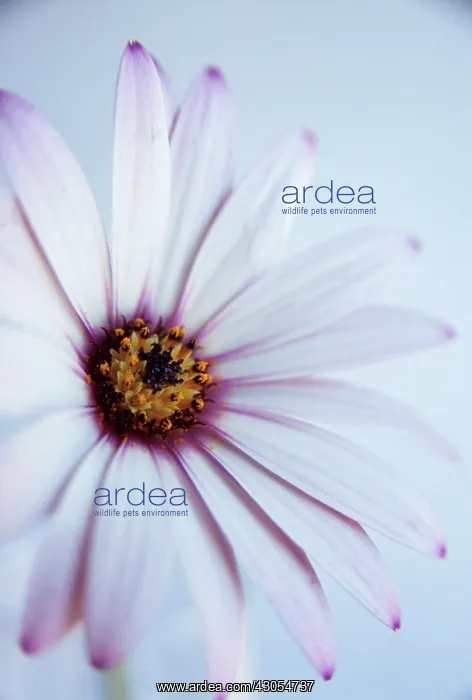 : Osteospermum : Osteospermum