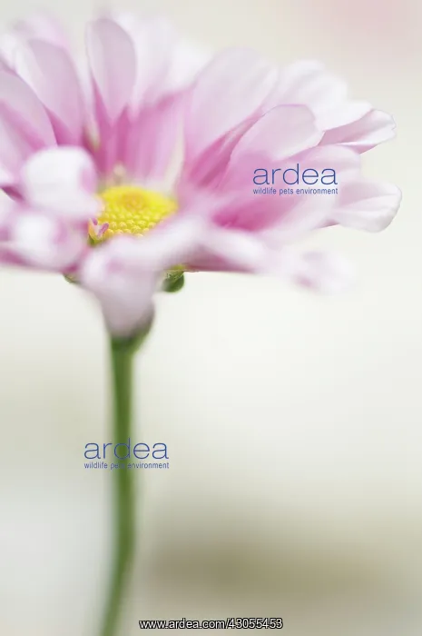 : Osteospermum : Osteospermum
