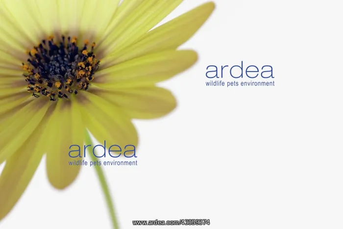  : Osteospermum