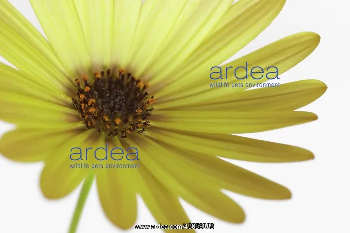 : Osteospermum : Osteospermum