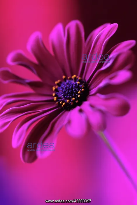 : Osteospermum : Osteospermum