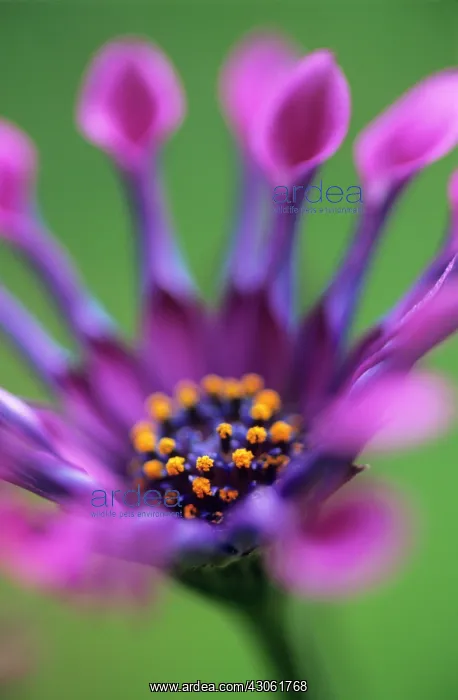 : Osteospermum : Osteospermum