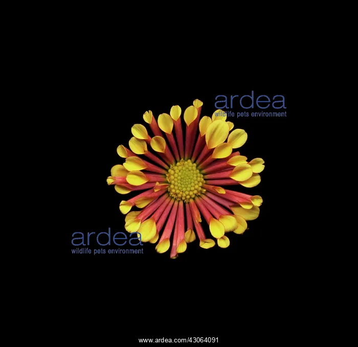 : Osteospermum : Osteospermum