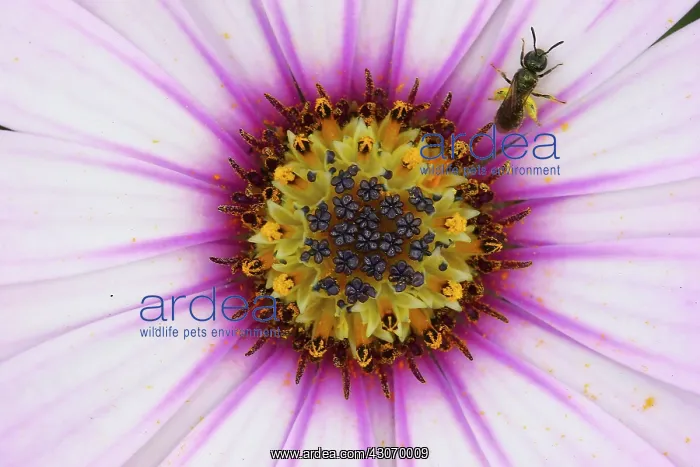 : Osteospermum : Osteospermum