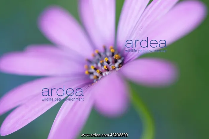 : Osteospermum : Osteospermum