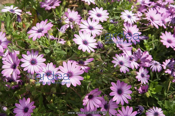 : Osteospermum, African daisy, Osteospermum jucundum : Osteospermum, African daisy, Osteospermum jucundum