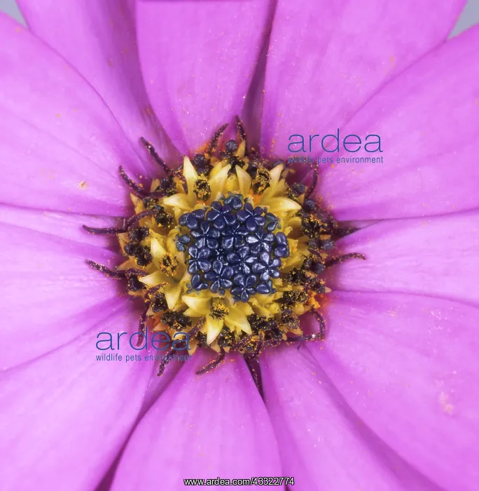 : Osteospermum jucundum flower : Osteospermum jucundum flower