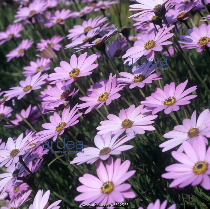 : Osteospermum jucundum flowers : Osteospermum jucundum flowers