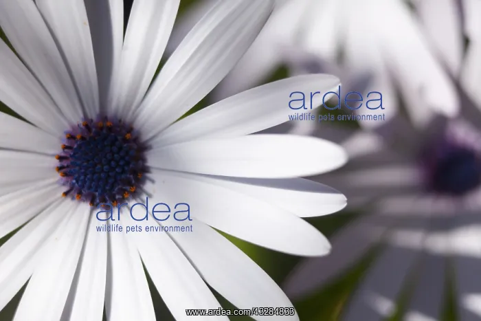 : Osteospermum, Almost monochrome detail of flower : Osteospermum, Almost monochrome detail of flower