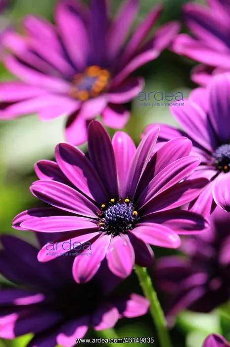 : Osteospermum, Osteospermum jucundum, Side view of purple col : Osteospermum, Osteospermum jucundum, Side view of purple col