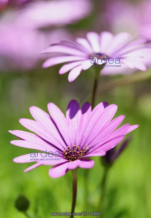 : Osteospermum, Osteospermum jucundum, close up of : Osteospermum, Osteospermum jucundum, close up of