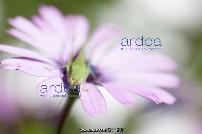 : Osteospermum, Osteospermum jucundum with Katydid : Osteospermum, Osteospermum jucundum with Katydid