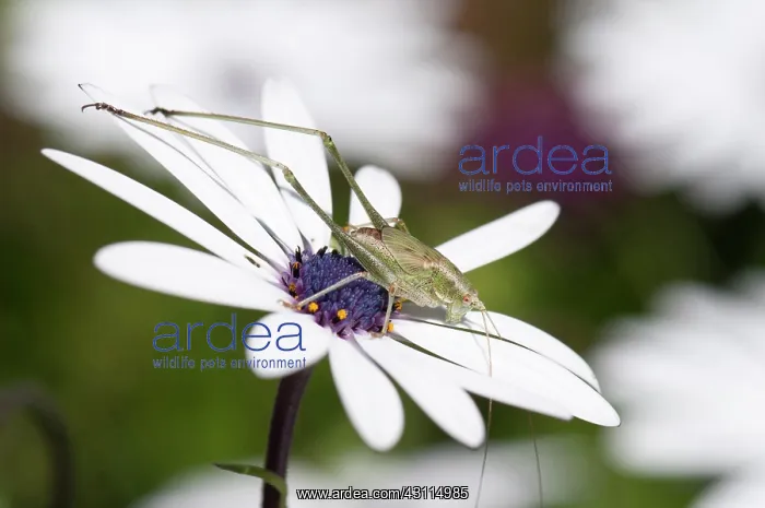 : Osteospermum, Osteospermum jucundum with Katydid : Osteospermum, Osteospermum jucundum with Katydid