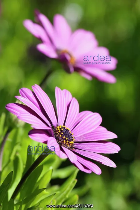 : Osteospermum, Osteospermum jucundum, two pink coloured : Osteospermum, Osteospermum jucundum, two pink coloured
