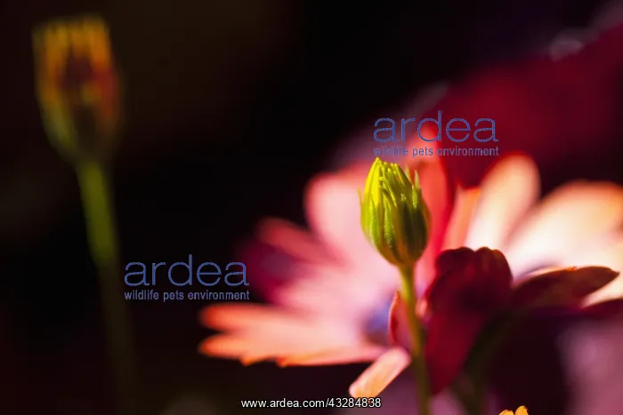 : Osteospermum, Side view of red coloured flower growing : Osteospermum, Side view of red coloured flower growing