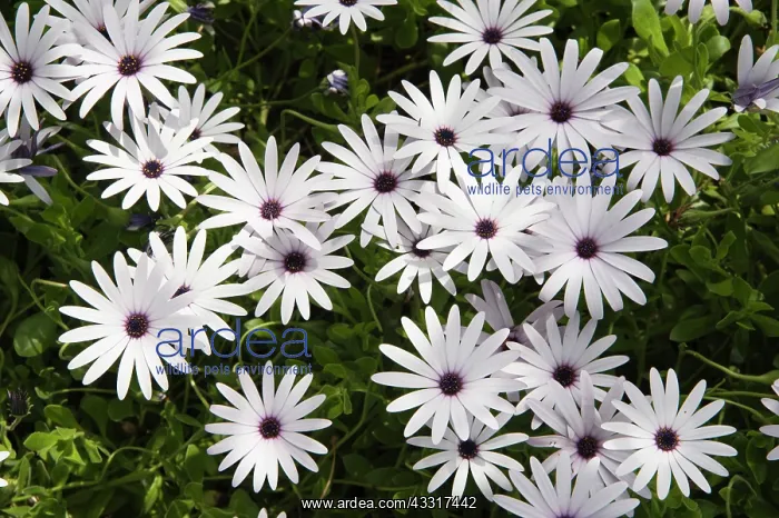 : Osteosprnum, African daisy, Osteospermum jucundum : Osteosprnum, African daisy, Osteospermum jucundum