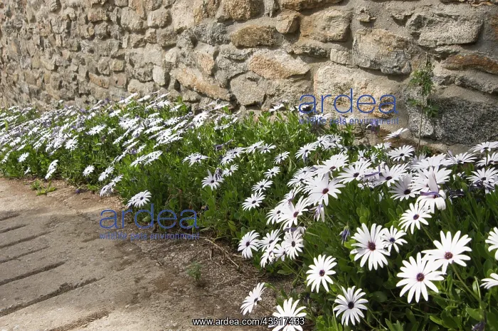 : Osteospurnum, African daisy, Osteospermum jucundum : Osteospurnum, African daisy, Osteospermum jucundum