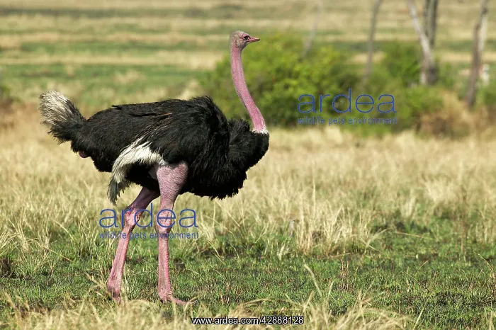 : Ostrich (Struthio camelus). Maasai Mara, Africa : Ostrich (Struthio camelus). Maasai Mara, Africa