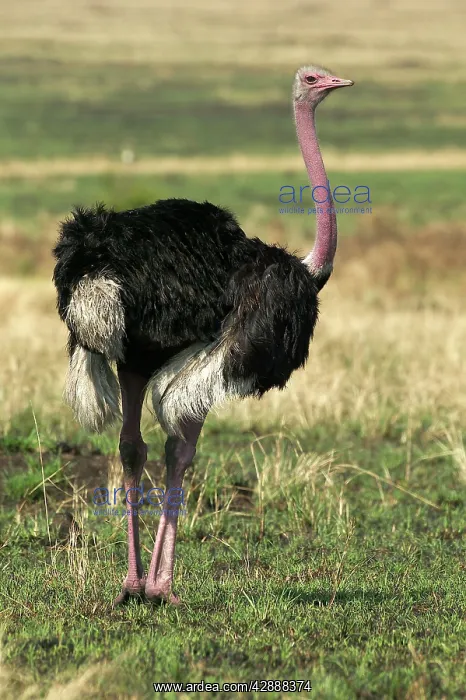 : Ostrich (Struthio camelus). Maasai Mara, Africa : Ostrich (Struthio camelus). Maasai Mara, Africa