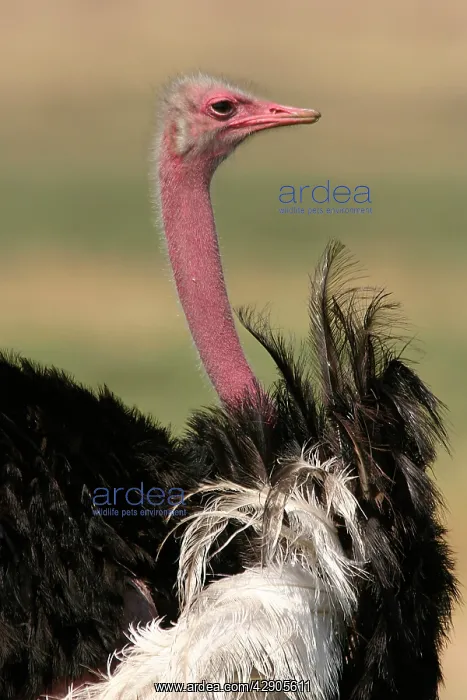 : Ostrich (Struthio camelus). Maasai Mara, Africa : Ostrich (Struthio camelus). Maasai Mara, Africa