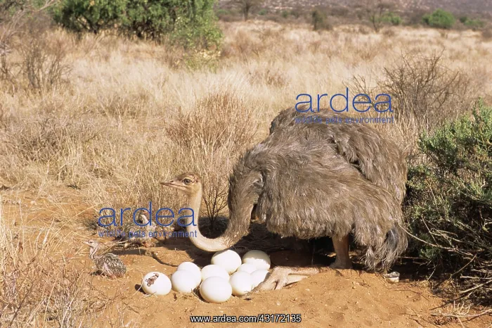 : Ostrich (Struthio camelus) mother with hatching eggs : Ostrich (Struthio camelus) mother with hatching eggs