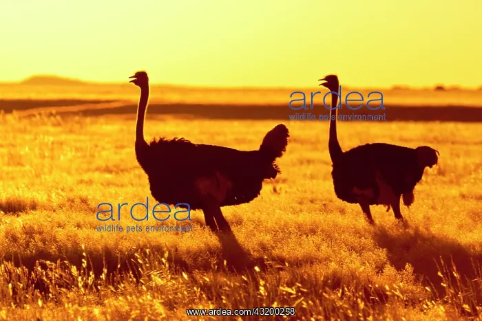 : Ostrich (Struthio camelus sp) silhouettes walking in sunset : Ostrich (Struthio camelus sp) silhouettes walking in sunset