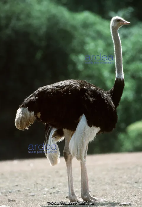 : OSTRICH : OSTRICH