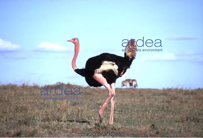 : Ostrich : Ostrich