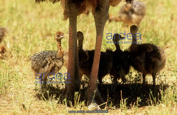 : OSTRICH - Adult legs and four chicks sheltering : OSTRICH - Adult legs and four chicks sheltering