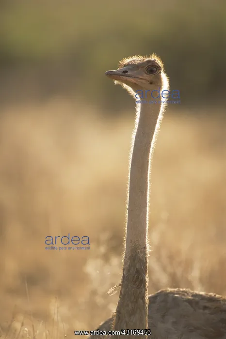 : Ostrich on alert at dawn : Ostrich on alert at dawn
