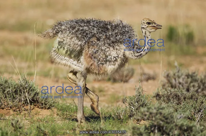 : Ostrich - chick - during the rainy season in green : Ostrich - chick - during the rainy season in green