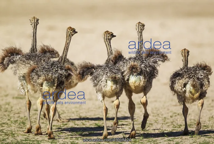 : Ostrich - five chicks - Kalahari Desert, Kgalagadi : Ostrich - five chicks - Kalahari Desert, Kgalagadi